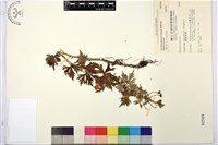 藏品(臺灣烏頭)的圖片