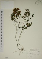 藏品(爵床)的圖片