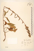藏品(一枝黃花)的圖片