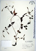 藏品(倒地蜈蚣、四角銅鑼)的圖片
