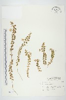 藏品(土丁桂)的圖片