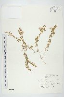 藏品(土丁桂)的圖片