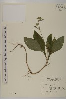 藏品(地膽草、毛蓮菜)的圖片