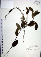 藏品(大葉山螞蝗)的圖片