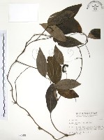 藏品(風藤)的圖片