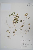 藏品(早田氏爵床)的圖片