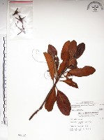 藏品(水筆仔)的圖片