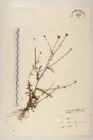 藏品(矮菊)的圖片