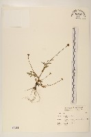 藏品(矮菊)的圖片