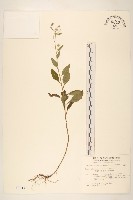 藏品(一枝香)的圖片