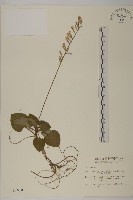 藏品(阿里山鬼督郵)的圖片