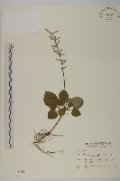 藏品(阿里山鬼督郵)的圖片