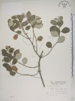 藏品(海埔姜)的圖片