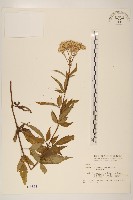 藏品(臺灣澤蘭)的圖片