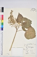 藏品(蟲屎)的圖片