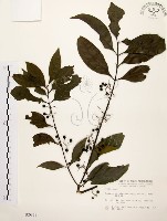 藏品(茜草樹)的圖片