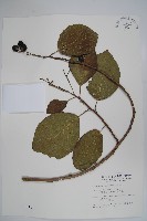 藏品(破布烏)的圖片