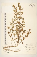 藏品(天蓬草舅)的圖片