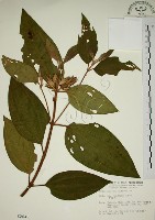 藏品(野牡丹)的圖片