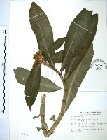 藏品(絹毛鳶尾、閉鞘薑)的圖片