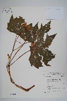 藏品(裂葉秋海棠)的圖片