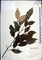 藏品(紅皮、葉下白、赤仔尾)的圖片