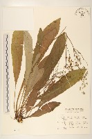 藏品(刀傷草)的圖片