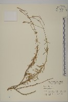 藏品(蠅子草)的圖片