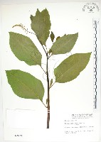 藏品(美洲商陸)的圖片