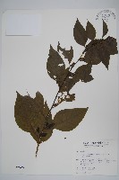 藏品(多子漿果莧)的圖片