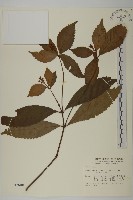 藏品(草珊瑚、紅果金粟蘭)的圖片