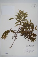 藏品(黃連木、爛心木)的圖片