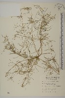 藏品(大瓜槌草)的圖片