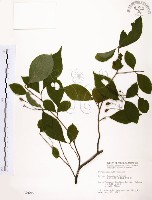 藏品(烏皮九芎、奮起湖野茉莉)的圖片