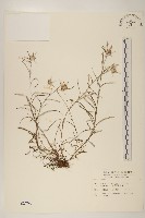 藏品(細葉鼠麴草)的圖片