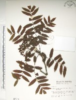 藏品(巒大花楸)的圖片