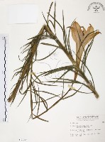 藏品(臺灣百合)的圖片