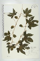 藏品(木鱉子)的圖片