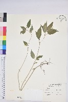 藏品(山靛)的圖片