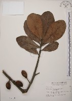 藏品(大葉山欖、臺灣膠木)的圖片