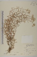 藏品(玉山抱莖籟簫)的圖片