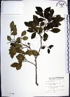 藏品(月橘)的圖片