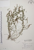 藏品(百脈根)的圖片