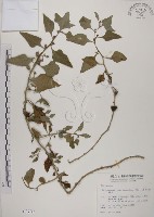 藏品(番杏)的圖片