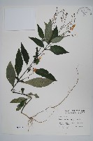 藏品(針刺草)的圖片