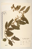 藏品(過山龍)的圖片