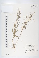 藏品(獨行菜)的圖片