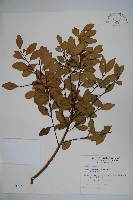 藏品(圓葉冬青)的圖片