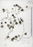 藏品(苞花蔓)的圖片