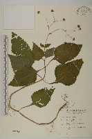 藏品(下田菊)的圖片